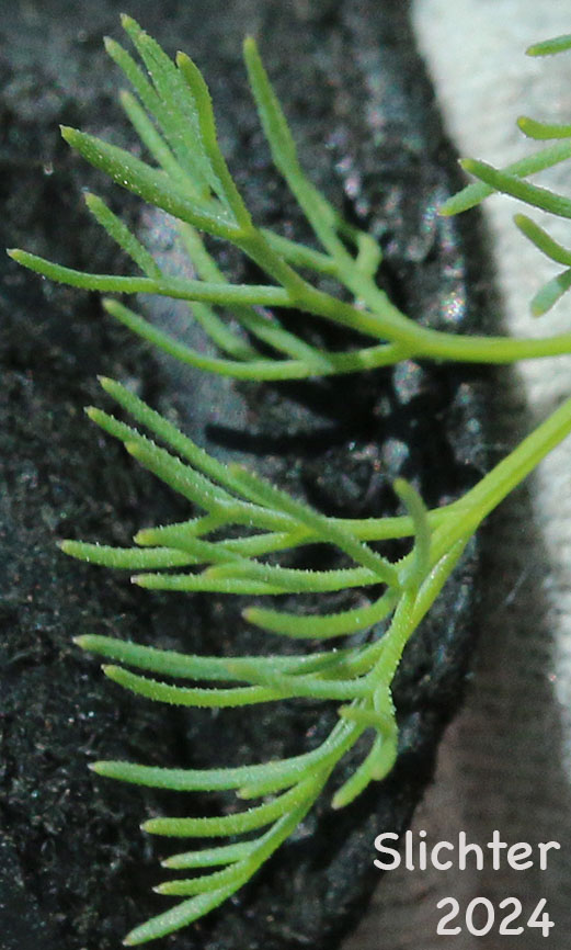 Leaf segments of Klickitat Desert Parsley, Klickitat Lomatium: Lomatium klickitatense (Synonym: Lomatium grayi in part)