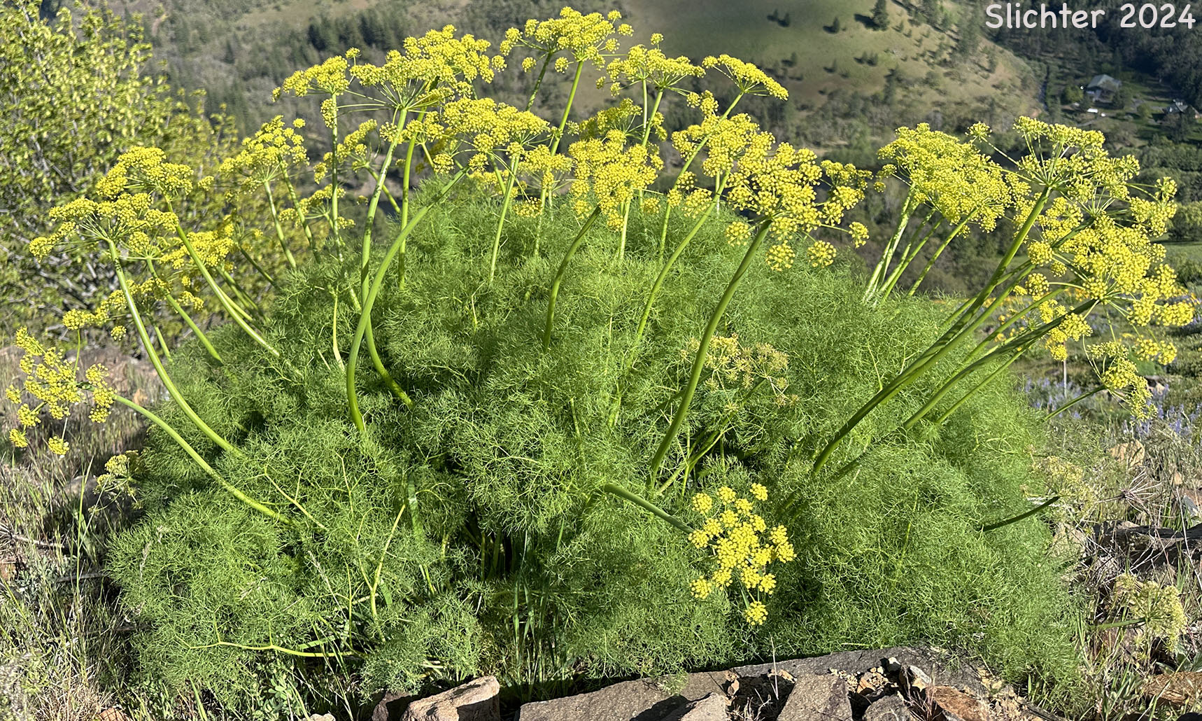 Klickitat Desert Parsley, Klickitat Lomatium: Lomatium klickitatense (Synonym: Lomatium grayi in part)