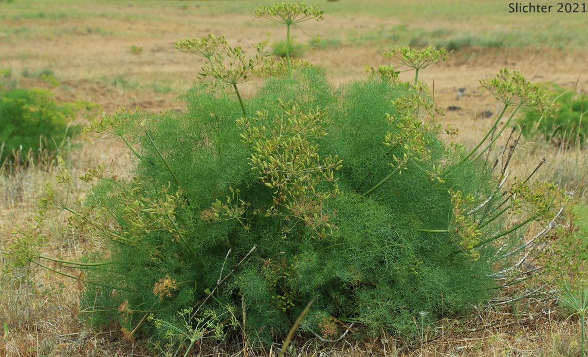 Klickitat Desert Parsley, Klickitat Lomatium: Lomatium klickitatense (Synonym: Lomatium grayi in part)