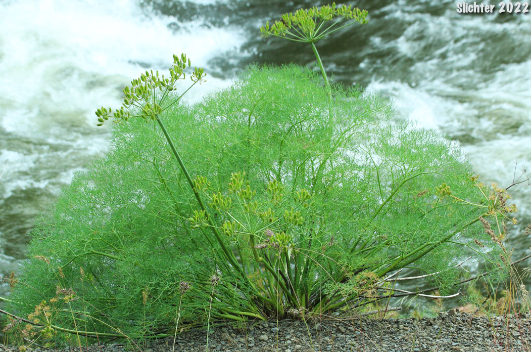 Klickitat Desert Parsley, Klickitat Lomatium: Lomatium klickitatense (Synonym: Lomatium grayi in part)
