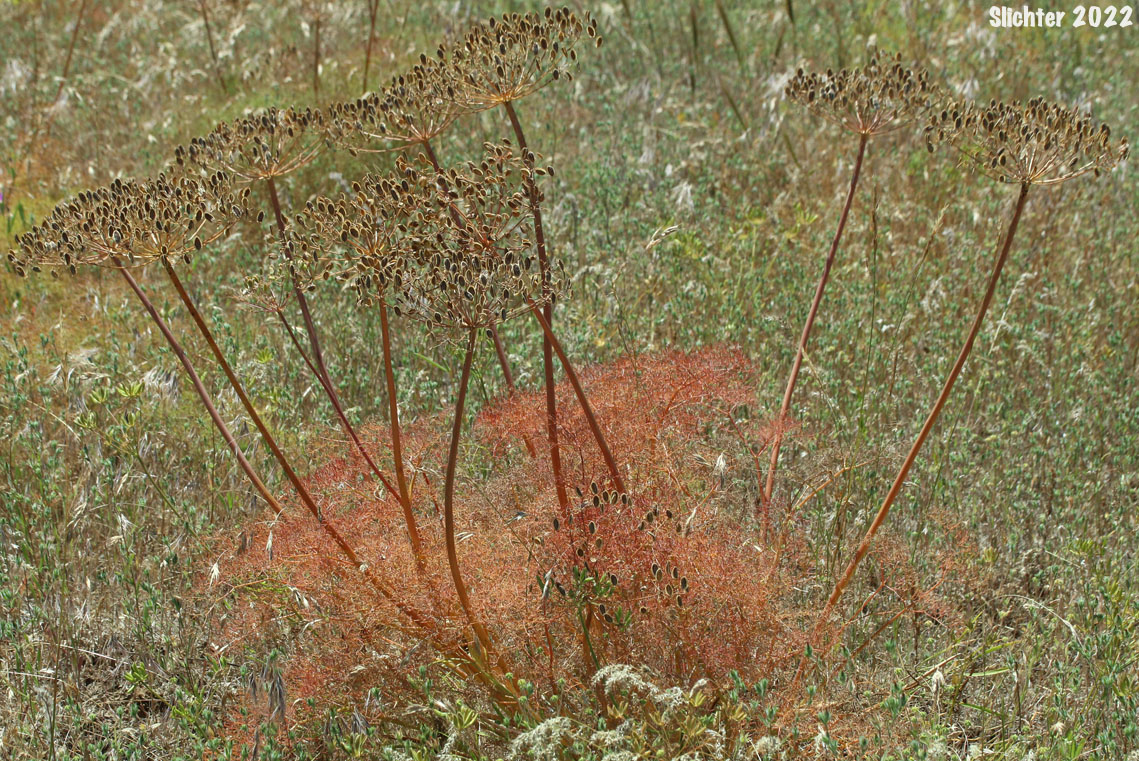 Klickitat Desert Parsley, Klickitat Lomatium: Lomatium klickitatense (Synonym: Lomatium grayi in part)