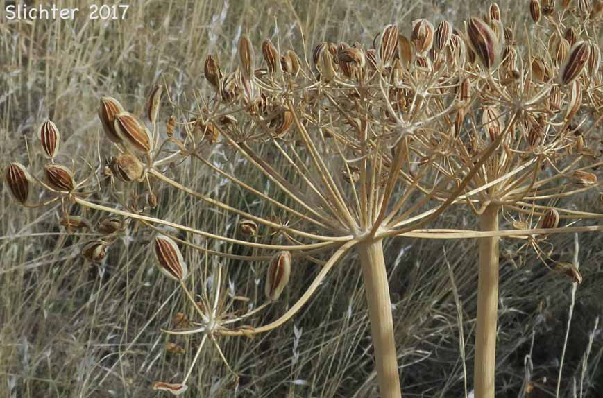 Klickitat Desert Parsley, Klickitat Lomatium: Lomatium klickitatensis (Synonym: Lomatium grayi in part)