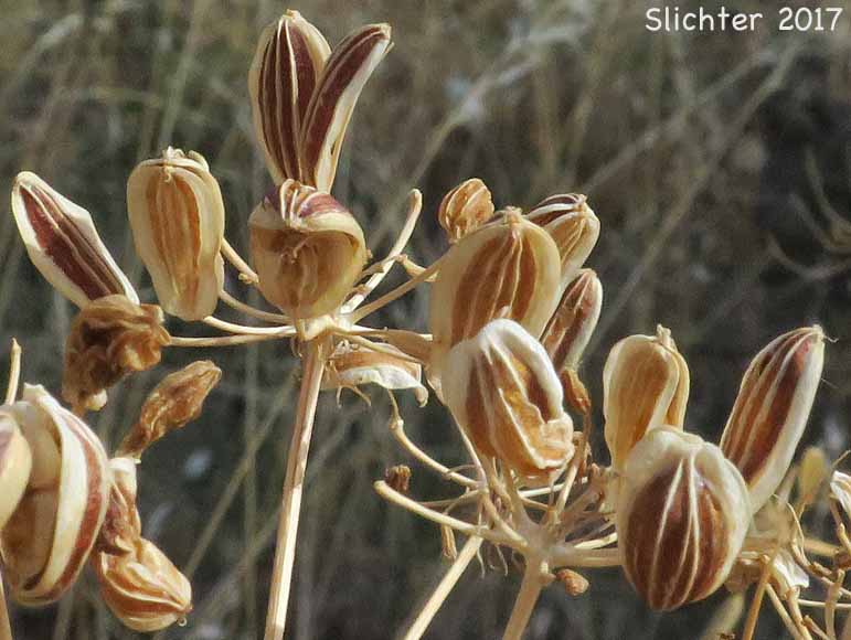 Klickitat Desert Parsley, Klickitat Lomatium: Lomatium klickitatensis (Synonym: Lomatium grayi in part)