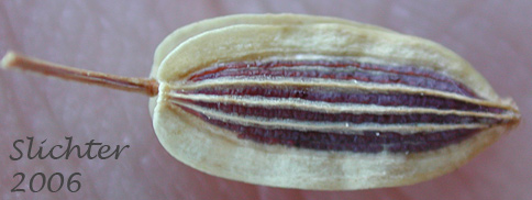 Fruit of Butterfly-bearing Biscuitroot, Butterfly-bearing Desert-parsley, Gray's Biscuitroot, Gray's Lomatium, Milfoil Lomatium, Pungent Desert Parsley: Lomatium papilioniferum (Synonym: Lomatium grayi, Lomatium grayi var. grayi)