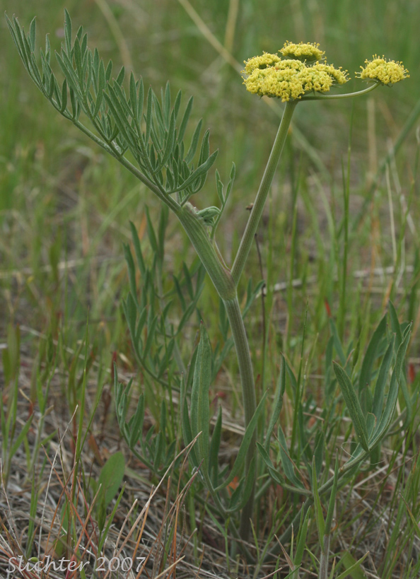 Narrowfruit Biscuit-root: Lomatium brevifolium (Synonyms: Lomatium triternatum var. alatum, Lomatium triternatum var. brevifolium, Lomatium triternatum var. macrocarpum)