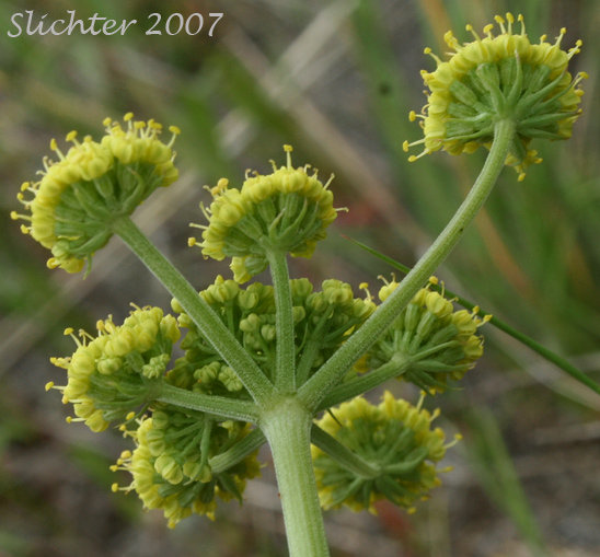 Narrowfruit Biscuit-root: Lomatium brevifolium (Synonyms: Lomatium triternatum var. alatum, Lomatium triternatum var. brevifolium, Lomatium triternatum var. macrocarpum)