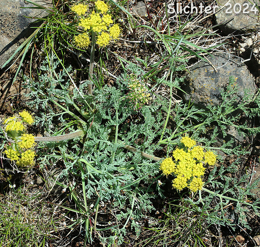 Biscuit Root, Bigseed Biscuitroot, Bigseed Lomatium, Gray-leaf Desert Parsley, Large-fruit Desert Parsley, Large-fruited Lomatium: Lomatium macrocarpum (Synonyms: Cogswellia macrocarpa, Ferula macrocarpa, Lomatium flavum, Lomatium macrocarpum var. artemisiarum, Lomatium macrocarpum var. ellipticum, Peucedanum macrocarpum)