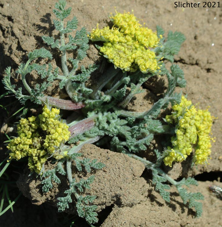 Biscuit Root, Bigseed Biscuitroot, Bigseed Lomatium, Gray-leaf Desert Parsley, Large-fruit Desert Parsley, Large-fruited Lomatium: Lomatium macrocarpum (Synonyms: Cogswellia macrocarpa, Ferula macrocarpa, Lomatium flavum, Lomatium macrocarpum var. artemisiarum, Lomatium macrocarpum var. ellipticum, Peucedanum macrocarpum)