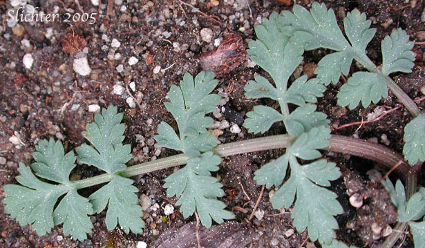 Basal leaf of Cascade Desert Parsley, Coast Range Lomatium, Few-fruited Desert Parsley, Martindale's Desert Parsley: Lomatium martindalei (Synonyms: Cogsellia martindalei, Lomatium angustatum, Lomatium martindalei var. angustatum, Lomatium martindalei var. flavum, Lomatium martindalei var. martindalei, Peucedanum martindalei var. angustatum)