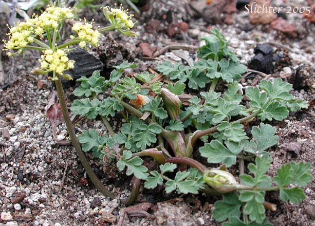 Cascade Desert Parsley, Coast Range Lomatium, Few-fruited Desert Parsley, Martindale's Desert Parsley: Lomatium martindalei (Synonyms: Cogsellia martindalei, Lomatium angustatum, Lomatium martindalei var. angustatum, Lomatium martindalei var. flavum, Lomatium martindalei var. martindalei, Peucedanum martindalei var. angustatum)