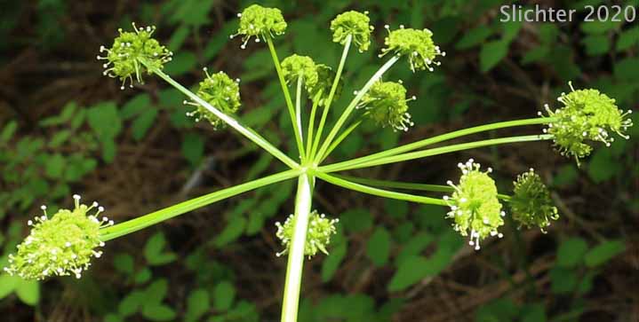 Inflorescence of Fern-leaf Desert Parsley, Fern-leaved Biscuit-root, Fern-leaved Desert Parsley, Fern-leaved Lomatium: Lomatium multifidum (Synonyms: Leptotaenia multifida, Lomatium dissectum var. eatonii, Lomatium dissectum var. multifidum)