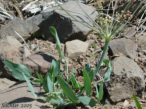 Bare-stem Desert Parsley, Barestem Biscuitroot, Indian-consumption-plant, Pestle Parsnip: Lomatium nudicaule (Synonyms: Cogswellia nudicaulis, Lomatium platyphyllum)