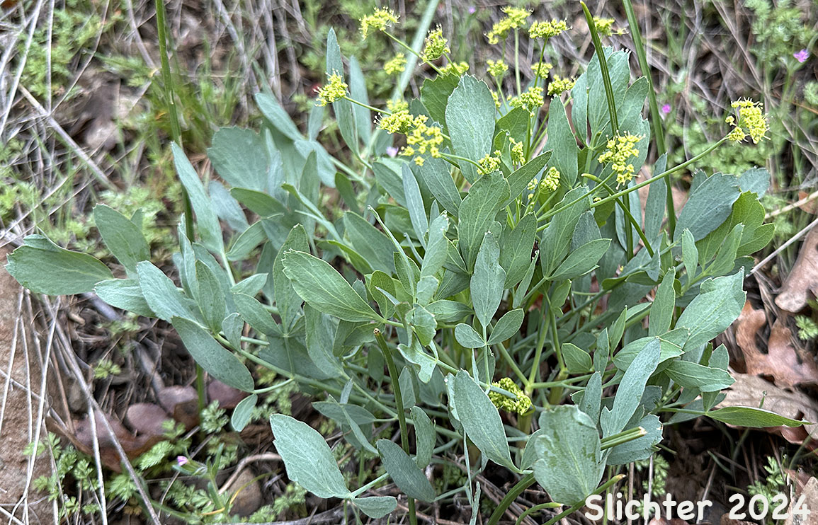 Bare-stem Desert Parsley, Barestem Biscuitroot, Indian-consumption-plant, Pestle Parsnip: Lomatium nudicaule (Synonyms: Cogswellia nudicaulis, Lomatium platyphyllum)