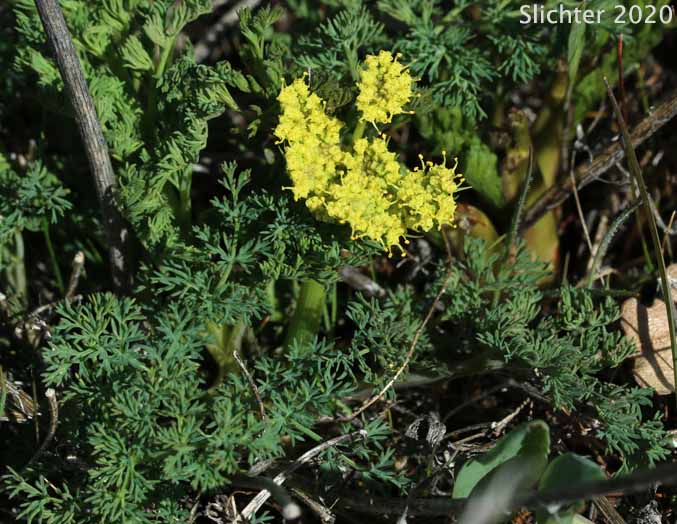 Butterfly-bearing Biscuit-root, Butterfly-bearing Desert Parsley: Lomatium papilioniferum (Synonym: Lomatium grayi, in part)
