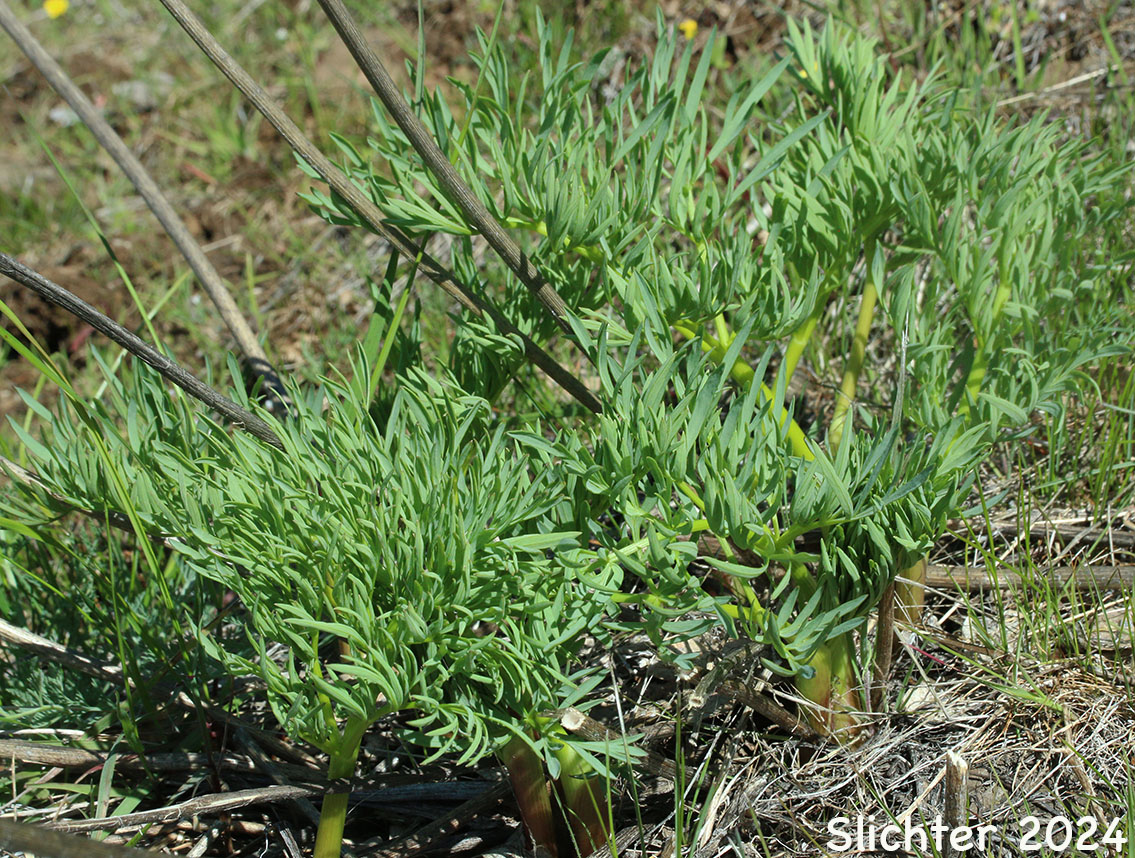 Several day old leaves of Suksdorf's Desert Parsley: Lomatium suksdorfii