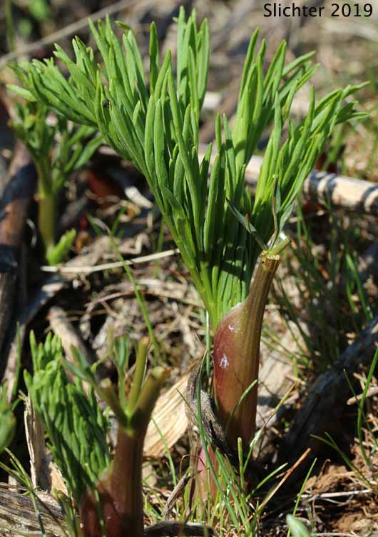 Young shoots of Suksdorf's Desert Parsley: Lomatium suksdorfii