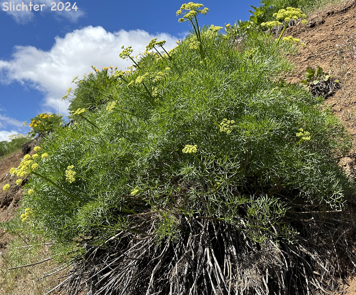 Suksdorf's Desert Parsley: Lomatium suksdorfii