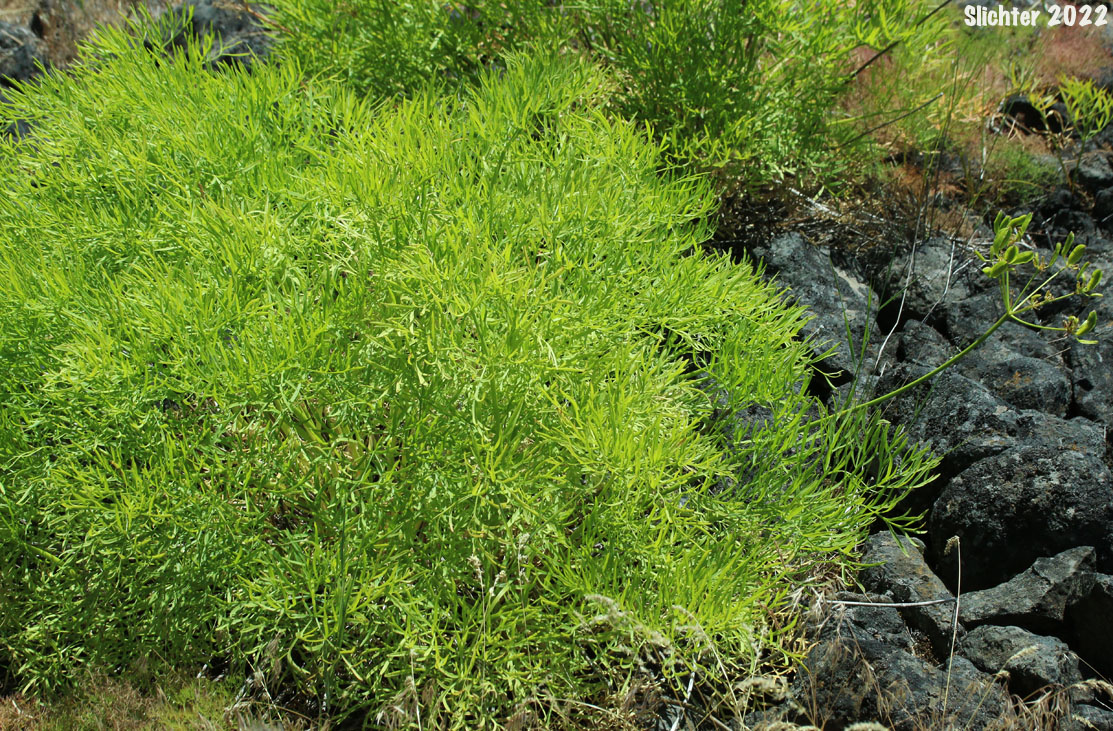 Suksdorf's Desert Parsley: Lomatium suksdorfii