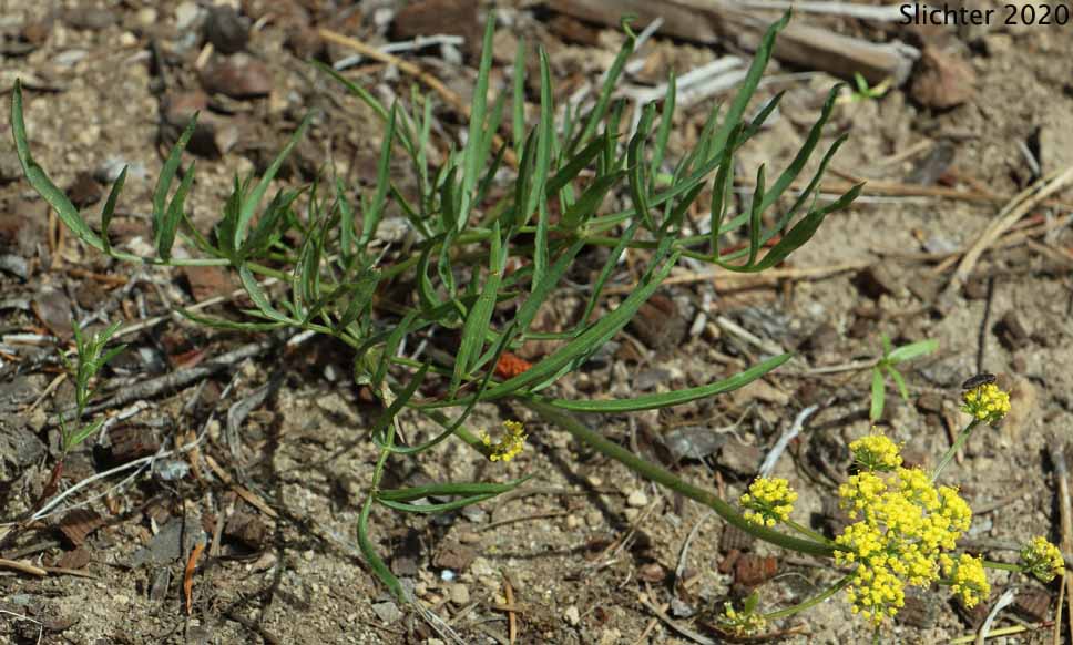 Nineleaf Desert Parsley, Nine-leaf Desert Parsley: Lomatium triternatum var. triternatum (Synonyms: Lomatium simplex var. leptophyllum, Lomatium triternatum var. alatum, Lomatium triternatum var. macrocarpum, Lomatium triternatum ssp. triternatum)