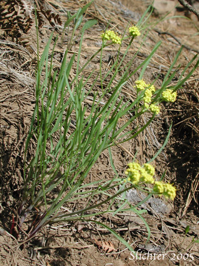 Nine-leaf Desert Parsley: Lomatium triternatum var. triternatum