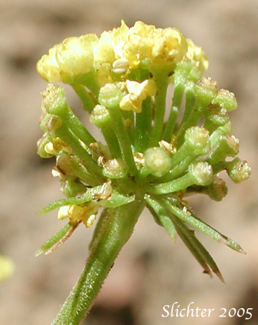 Flower heads of Nine-leaf Desert Parsley: Lomatium triternatum var. triternatum