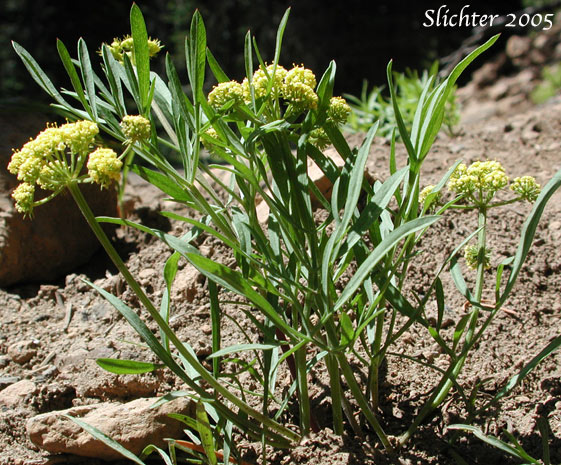 Nineleaf Desert Parsley, Nine-leaf Desert Parsley: Lomatium brevifolium (Synonyms: Lomatium simplex var. leptophyllum, Lomatium triternatum var. alatum, Lomatium triternatum var. macrocarpum, Lomatium triternatum ssp. triternatum, Lomatium triternatum var. triternatum)