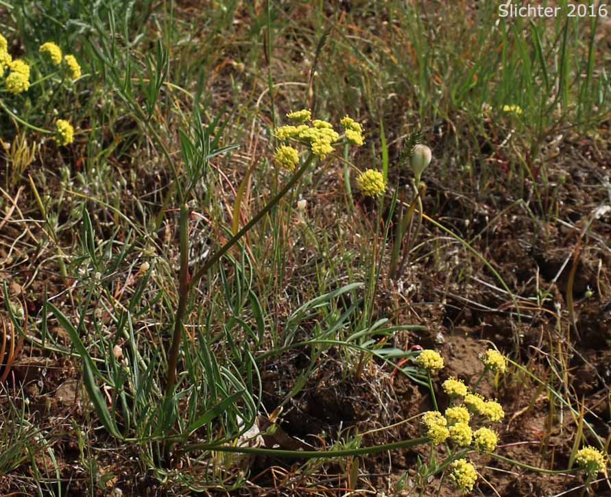 Nineleaf Desert Parsley, Nine-leaf Desert Parsley: Lomatium triternatum var. triternatum (Synonyms: Lomatium simplex var. leptophyllum, Lomatium triternatum var. alatum, Lomatium triternatum var. macrocarpum, Lomatium triternatum ssp. triternatum)