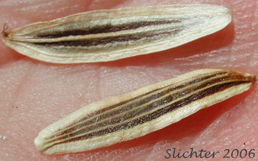 Fruits of Nine-leaf Desert Parsley: Lomatium triternatum var. triternatum