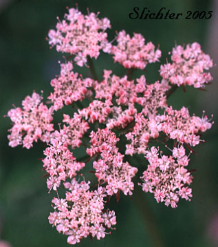 Pacific Water Parsley, Water Parsley, Water-parsley, Pacific Water-dropwort, American Water-parsley: Oenanthe sarmentosa