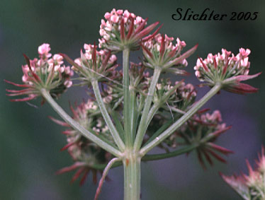 Pacific Water Parsley, Water Parsley, Water-parsley, Pacific Water-dropwort, American Water-parsley: Oenanthe sarmentosa
