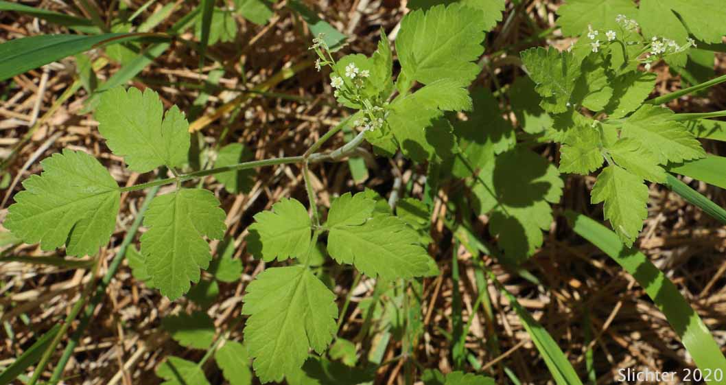 Chilean Sweet-cicely, Common Sweet-cicely, Mountain Sweet-cicely, Mountain Sweet Cicely: Osmorhiza berteroi (Synonyms: Osmorhiza brevipes, Osmorhiza chilensis, Osmorhiza divaricata, Osmorhiza intermedia, Osmorhiza nuda, Osmorhiza nuda . var. brevipes, Osmorhiza nuda . var. divaricata, Scandix divaricata, Washingtonia brevipes, Washingtonia divaricata, Washingtonia intermedia)