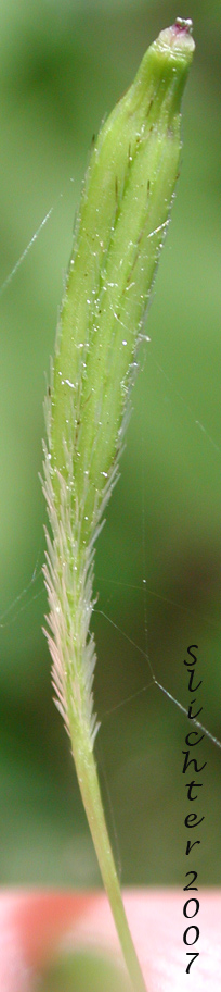 Fruit of Chilean Sweet-cicely, Common Sweet-cicely, Mountain Sweet-cicely, Mountain Sweet Cicely: Osmorhiza berteroi (Synonyms: Osmorhiza brevipes, Osmorhiza chilensis, Osmorhiza divaricata, Osmorhiza intermedia, Osmorhiza nuda, Osmorhiza nuda . var. brevipes, Osmorhiza nuda . var. divaricata, Scandix divaricata, Washingtonia brevipes, Washingtonia divaricata, Washingtonia intermedia)