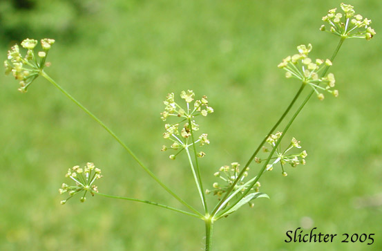 Umbel of Mountain Sweet Cicely, Sierran Sweet-cicely, Western Sweet-cicely, Western Sweetroot: Osmorhiza occidentalis (Synonyms: Glycosma ambiguum, Glycosma occidentalis, Osmorhiza ambigua, Osmorhiza ambiguum)