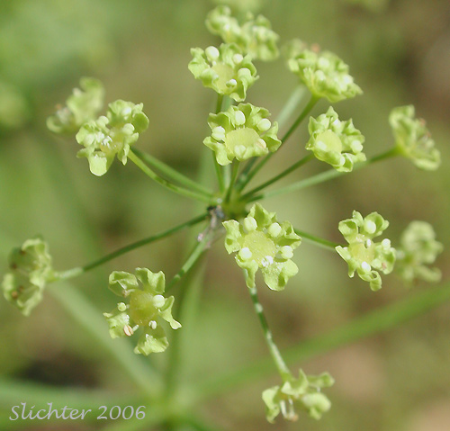 Umbel of Mountain Sweet Cicely, Sierran Sweet-cicely, Western Sweet-cicely, Western Sweetroot: Osmorhiza occidentalis (Synonyms: Glycosma ambiguum, Glycosma occidentalis, Osmorhiza ambigua, Osmorhiza ambiguum)