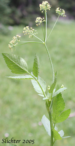 Umbel and upper stem leaf of Mountain Sweet Cicely, Sierran Sweet-cicely, Western Sweet-cicely, Western Sweetroot: Osmorhiza occidentalis (Synonyms: Glycosma ambiguum, Glycosma occidentalis, Osmorhiza ambigua, Osmorhiza ambiguum)
