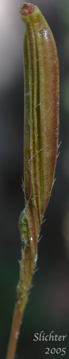 Seed of Mountain Sweet Cicely, Sierran Sweet-cicely, Western Sweet-cicely, Western Sweetroot: Osmorhiza occidentalis (Synonyms: Glycosma ambiguum, Glycosma occidentalis, Osmorhiza ambigua, Osmorhiza ambiguum)