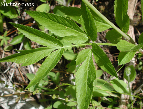 Stem lef of Mountain Sweet Cicely, Sierran Sweet-cicely, Western Sweet-cicely, Western Sweetroot: Osmorhiza occidentalis (Synonyms: Glycosma ambiguum, Glycosma occidentalis, Osmorhiza ambigua, Osmorhiza ambiguum)