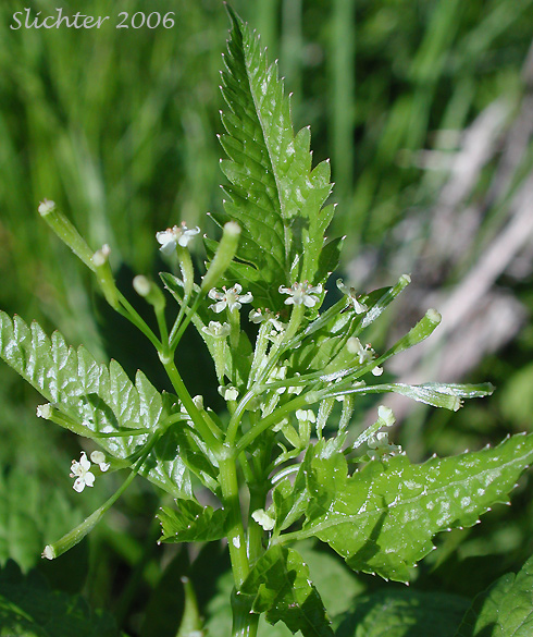 Purple Sweet-cicely: Osmorhiza purpurea (Synonyms: Osmorhiza chilensis var. purpurea, Osmorhiza leibergii, Washingtonia leibergii, Washingtonia purpurea)