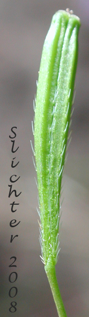 Maturing fruit of Purple Sweet-cicely: Osmorhiza purpurea (Synonyms: Osmorhiza chilensis var. purpurea, Osmorhiza leibergii, Washingtonia leibergii, Washingtonia purpurea)