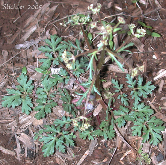 Sierra Sanicula, Northern Sanicle, Sierran Black-snakeroot: Sanicula graveolens