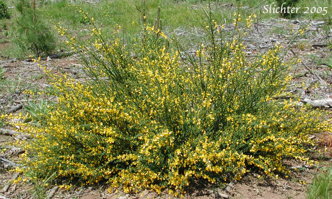 Scot's Broom: Cytisus scoparius