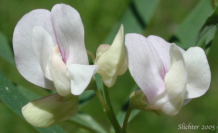 Flowers of Dryland Nevada Pea, Nevada Peavine, Pinewoods Peavine: Lathyrus lanszwertii var. aridus (Synonym: Lathyrus lanszwertii ssp. aridus)