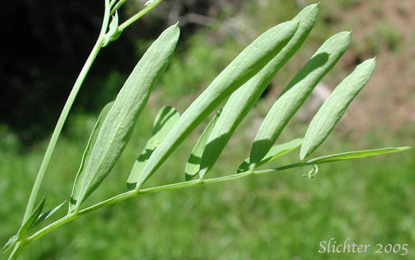 Leaf and tendril of Dryland Nevada Pea, Nevada Peavine, Pinewoods Peavine: Lathyrus lanszwertii var. aridus (Synonym: Lathyrus lanszwertii ssp. aridus)