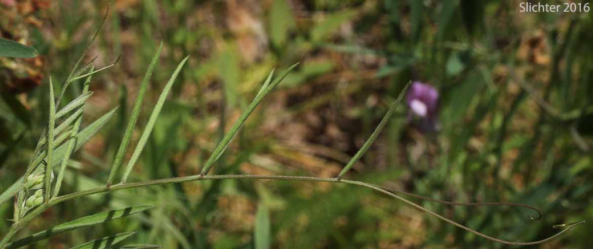 Leaf and tendril of Lanszwert's Peavine, Thick-leaved Peavine: Lathyrus lanszwertii var. lanszwertii (Synonym: Lathyrus lanszwertii ssp. lanszwertii)