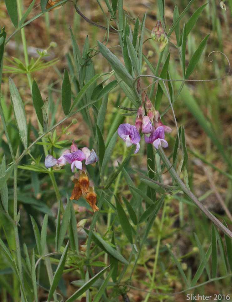 Lanszwert's Peavine, Thick-leaved Peavine: Lathyrus lanszwertii var. lanszwertii (Synonym: Lathyrus lanszwertii ssp. lanszwertii)