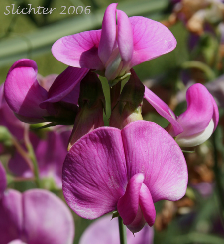 Inflorescence of Everlasting-pea, Everlasting Peavine, Perennial Pea: Lathyrus latifolius (Synonym: Lathyrus latifolius var. splendens)