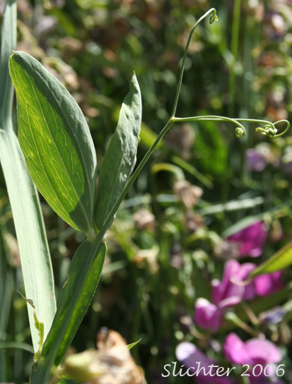Leaf and tendrils of Everlasting-pea, Everlasting Peavine, Perennial Pea: Lathyrus latifolius (Synonym: Lathyrus latifolius var. splendens)