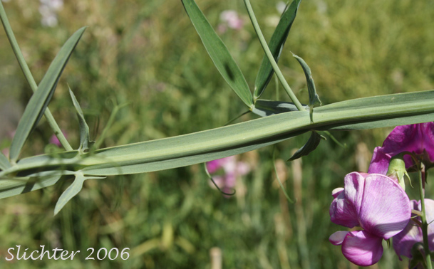 Winged stem of Everlasting-pea, Everlasting Peavine, Perennial Pea: Lathyrus latifolius (Synonym: Lathyrus latifolius var. splendens)