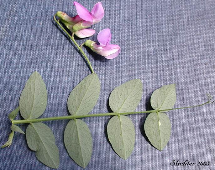 Inflorescence and pinnately compound leaf of Nevada Pea, Sierra Pea, Sierran Peavine: Lathyrus nevadensis var. nevadensis (Synonyms: Lathyrus lanceolatus, Lathyrus nevadensis ssp. lanceolatus, Lathyrus nevadensis ssp. lanceolatus var. nuttallii, Lathyrus nevadensis ssp. lanceolatus var. pilosellus, Lathyrus nevadensis ssp. nevadensis, Lathyrus nevadensis var. nuttallii, Lathyrus nevadensis var. pilosellus, Lathyrus nuttallii)