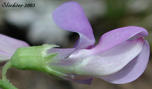 View of the keel of Nevada Pea, Sierra Pea, Sierran Peavine: Lathyrus nevadensis var. nevadensis (Synonyms: Lathyrus lanceolatus, Lathyrus nevadensis ssp. lanceolatus, Lathyrus nevadensis ssp. lanceolatus var. nuttallii, Lathyrus nevadensis ssp. lanceolatus var. pilosellus, Lathyrus nevadensis ssp. nevadensis, Lathyrus nevadensis var. nuttallii, Lathyrus nevadensis var. pilosellus, Lathyrus nuttallii)